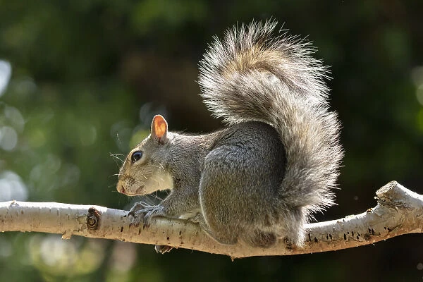 A Grey Squirrel photographed in a North Yorkshire garden, England, United Kingdom, Europe
