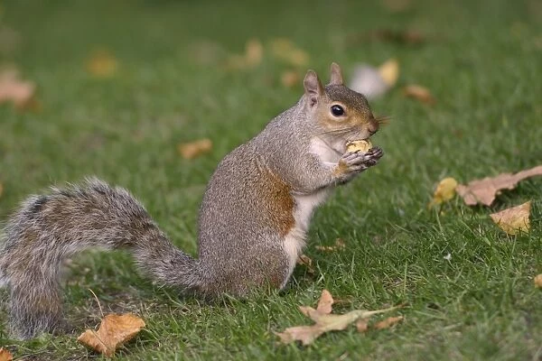 Grey squirrel (Sciurus carolinensis) biting into a peach stone left by a tourist on a lawn in St