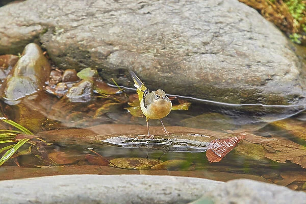 A Grey Wagtail (Motacilla cinerea), typically splashing in the shallows beside rocks in a fast-flowing stream, on the East Lyn River, Lynmouth, Exmoor National Park, Devon, England, United Kingdom, Europe