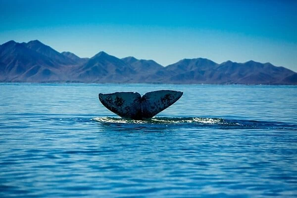 Grey whales, Whale Watching, Magdalena Bay, Mexico, North America