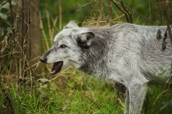 Framed Print : Grey wolf (Lupus canis), captive, United Kingdom, Europe Framed Print : Grey wolf (Lupus canis), captive, United Kingdom, Europe