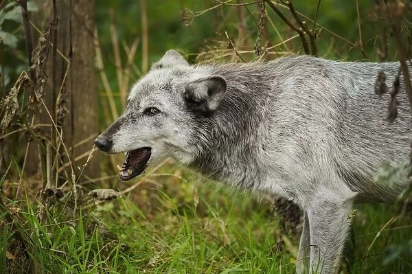 Grey wolf (Lupus canis), captive, United Kingdom, Europe