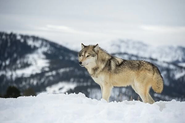 Grey wolf (timber wolf) (Canis lupis), Montana, United States of America, North America