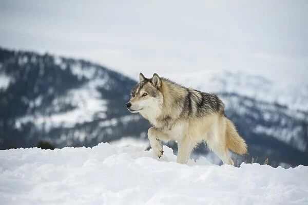 Grey wolf (timber wolf) (Canis lupis), Montana, United States of America, North America
