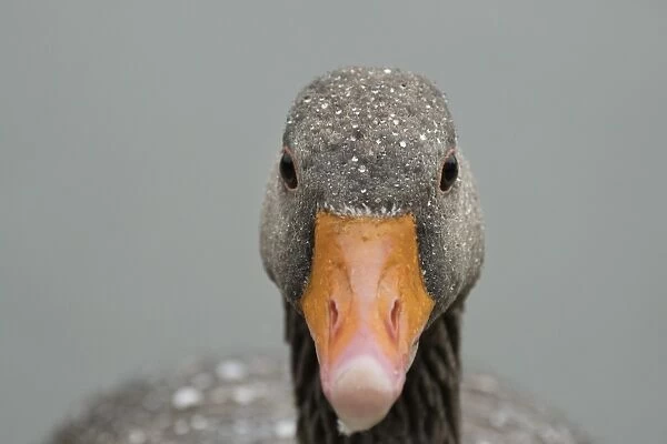 Greylag goose (Anser anser), United Kingdom, Europe
