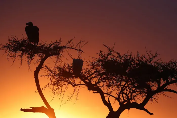Framed Print : Griffon vulture (Gyps fulvus) in a tree at sunrise, Masai Mara Game Reserve, Kenya Framed Print : Griffon vulture (Gyps fulvus) in a tree at sunrise, Masai Mara Game Reserve, Kenya
