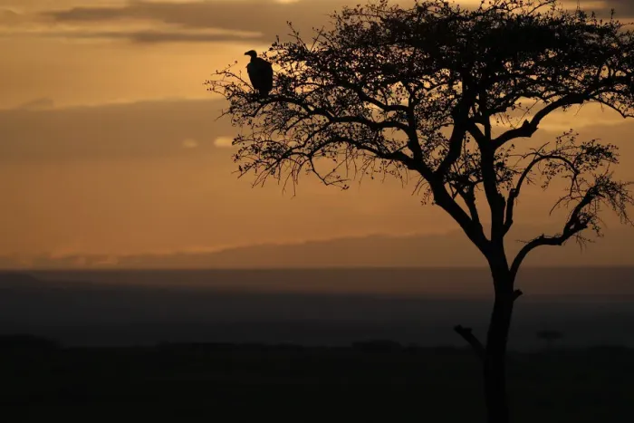 Framed Print : Griffon vulture (Gyps fulvus) in a tree at sunrise, Masai Mara Game Reserve, Kenya Framed Print : Griffon vulture (Gyps fulvus) in a tree at sunrise, Masai Mara Game Reserve, Kenya