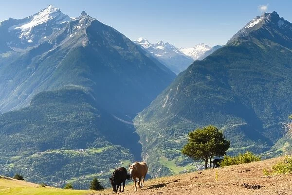 Grivola and Grand Nomenon mountains, Aosta Valley, Italian Alps, Italy, Europe