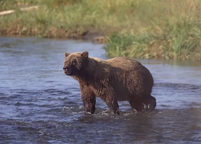 Framed Print : Grizzly bear, Katmai, Alaska, United States of America, North America Framed Print : Grizzly bear, Katmai, Alaska, United States of America, North America