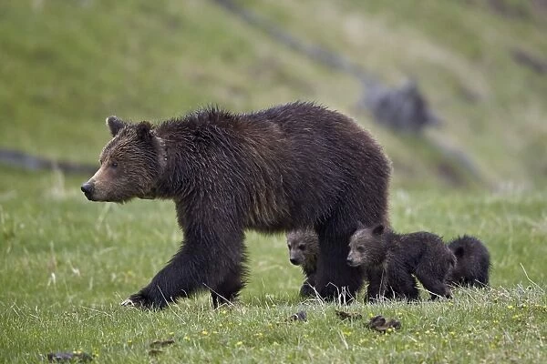 Grizzly bear (Ursus arctos horribilis) sow and three cubs of the year, Yellowstone National Park
