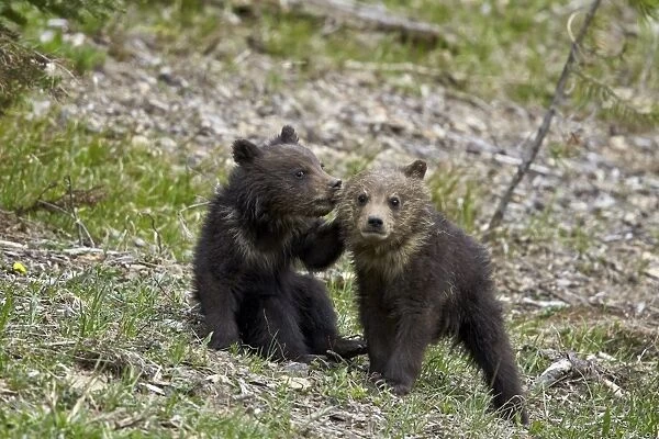 Two Grizzly Bear (Ursus arctos horribilis) cubs of the year or spring cubs playing