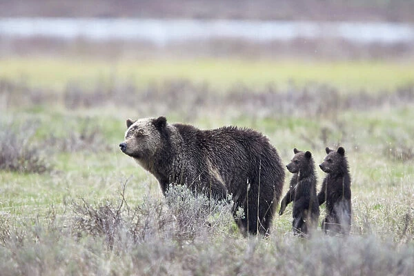Grizzly Bear (Ursus arctos horribilis) sow and two cubs of the year or spring cubs standing