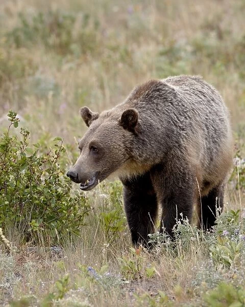 Grizzly bear (Ursus arctos horribilis), Glacier National Park, Montana