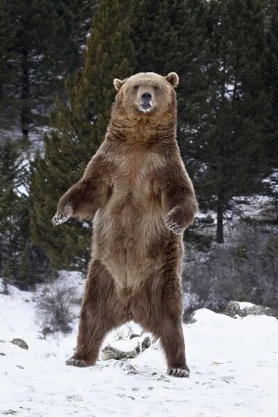 Grizzly bear (Ursus arctos horribilis) standing in the snow, near Bozeman