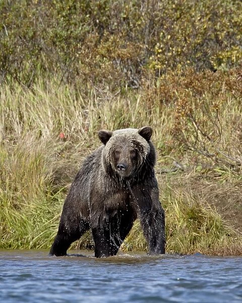 Grizzly bear (Ursus arctos horribilis) (Coastal brown bear) dripping wet while fishing