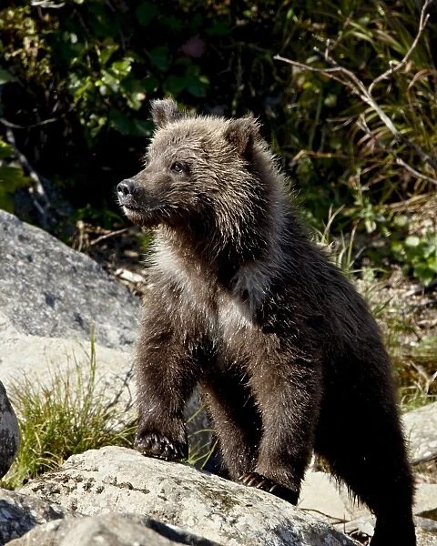 Grizzly bear (Ursus arctos horribilis) (Coastal brown bear) cub, Katmai National Park