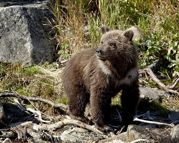 Grizzly bear (Ursus arctos horribilis) (Coastal brown bear) cub, Katmai National Park