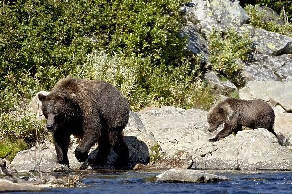 Grizzly bear (Ursus arctos horribilis) (Coastal brown bear) sow and spring cub walking along a stream, Katmai National Park and Preserve, Alaska, United States of America