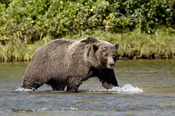 Grizzly bear (Ursus arctos horribilis) (Coastal brown bear) walking in a stream