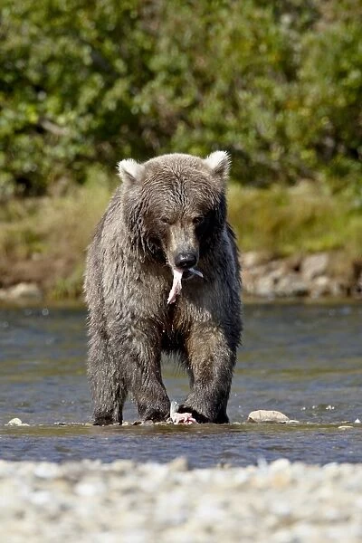 Grizzly bear (Ursus arctos horribilis) (Coastal brown bear) eating a salmon