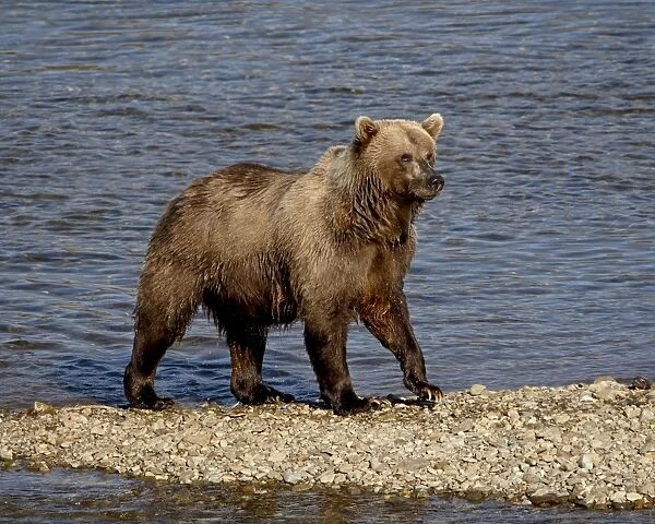 Grizzly bear (Ursus arctos horribilis) (Coastal brown bear), Katmai National Park