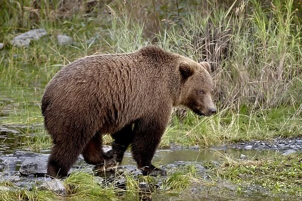 Grizzly bear (Ursus arctos horribilis) (Coastal brown bear), Kenai National Wildlife Refuge