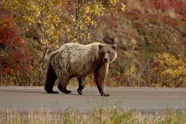 Grizzly bear (Ursus arctos horribilis) (Coastal brown bear) on a road with fall color