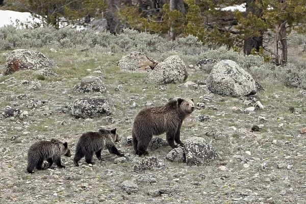 Grizzly bear (Ursus arctos horribilis) sow with two yearling cubs, Yellowstone National Park