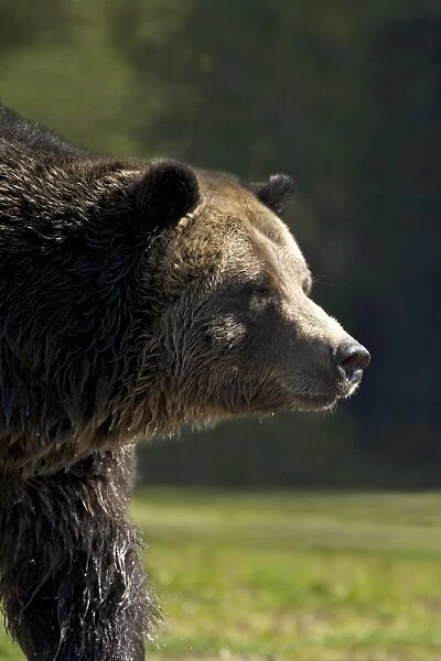 Grizzly bear (Ursus arctos horribilis), Grizzly and Wolf Discovery Centre, West Yellowstone, Montana, United States of America, North America
