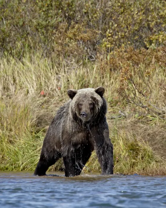Framed Print : Grizzly bear (Ursus arctos horribilis) (Coastal brown bear) dripping wet while fishing Framed Print : Grizzly bear (Ursus arctos horribilis) (Coastal brown bear) dripping wet while fishing