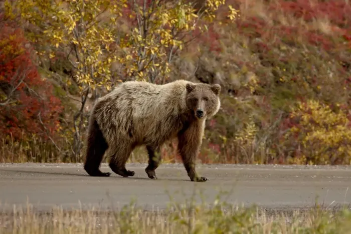 Framed Print : Grizzly bear (Ursus arctos horribilis) (Coastal brown bear) on a road with fall color Framed Print : Grizzly bear (Ursus arctos horribilis) (Coastal brown bear) on a road with fall color