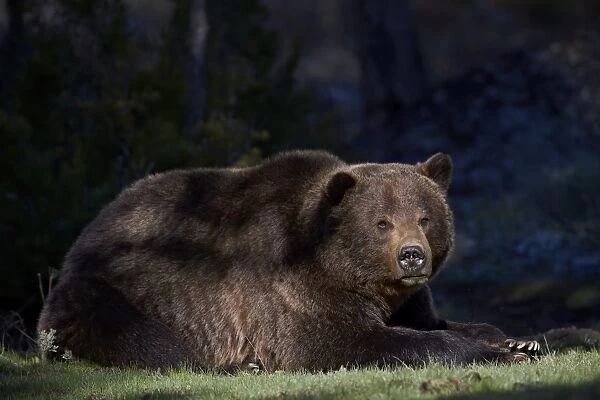 Grizzly bear (Ursus arctos horribilis) resting, Yellowstone National Park, Wyoming, United States of America, North America