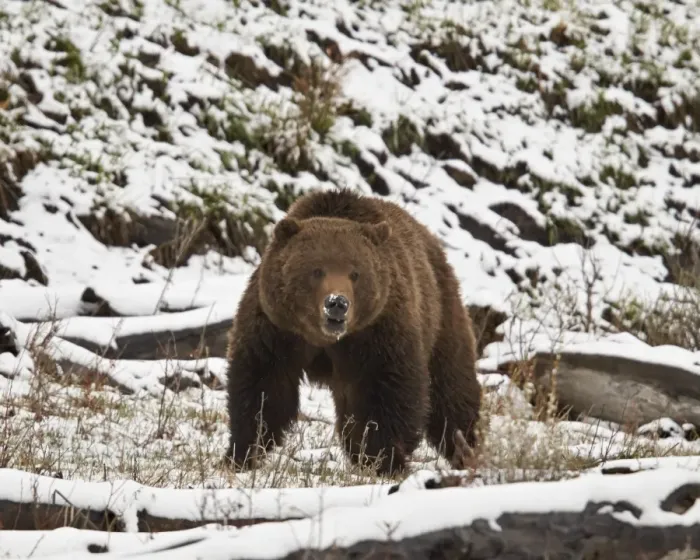 Framed Print : Grizzly bear (Ursus arctos horribilis) in the snow in the spring, Yellowstone National Park, Wyoming, United States of America, North America Framed Print : Grizzly bear (Ursus arctos horribilis) in the snow in the spring, Yellowstone National Park, Wyoming, United States of America, North America