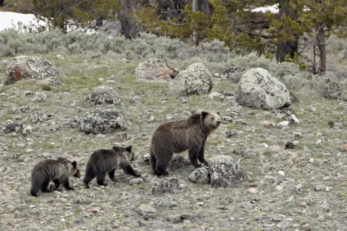 Framed Print : Grizzly bear (Ursus arctos horribilis) sow with two yearling cubs, Yellowstone National Park Framed Print : Grizzly bear (Ursus arctos horribilis) sow with two yearling cubs, Yellowstone National Park