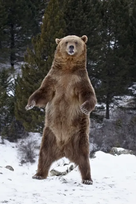 Framed Print : Grizzly bear (Ursus arctos horribilis) standing in the snow, near Bozeman Framed Print : Grizzly bear (Ursus arctos horribilis) standing in the snow, near Bozeman