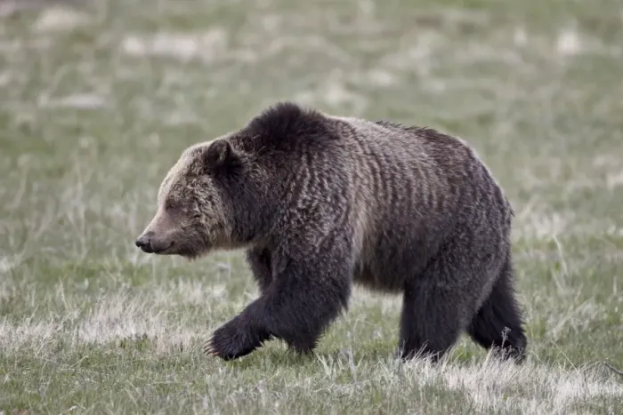 Framed Print : Grizzly Bear (Ursus arctos horribilis) walking, Yellowstone National Park, Wyoming, United States of America, North America Framed Print : Grizzly Bear (Ursus arctos horribilis) walking, Yellowstone National Park, Wyoming, United States of America, North America