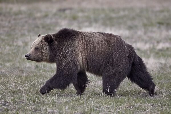 Grizzly bear (Ursus arctos horribilis) walking, Yellowstone National Park, Wyoming, United States of America, North America