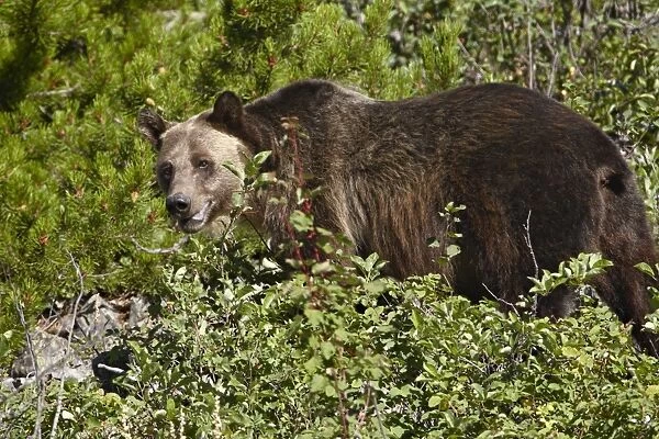 Grizzly bear (Ursus horribilis), Glacier National Park, Montana, United States of America