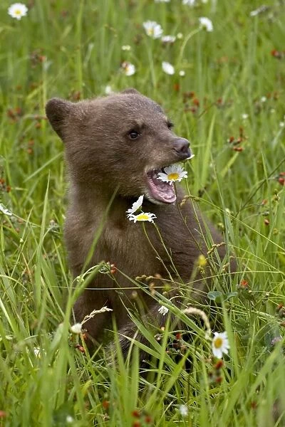 Grizzly bear (Ursus horribilis) cub in captivity