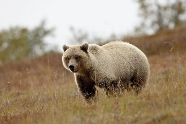Grizzly bear (Ursus horribilis) in the fall, Denali National Park and Preserve