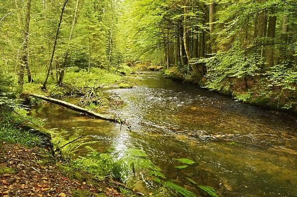 Grosser Regen (river), near Bayerisch Eisenstein, Bavarian Forest, Bavaria, Germany, Europe