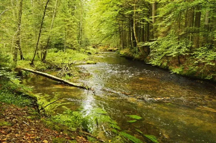 Framed Print : Grosser Regen (river), near Bayerisch Eisenstein, Bavarian Forest, Bavaria, Germany, Europe Framed Print : Grosser Regen (river), near Bayerisch Eisenstein, Bavarian Forest, Bavaria, Germany, Europe