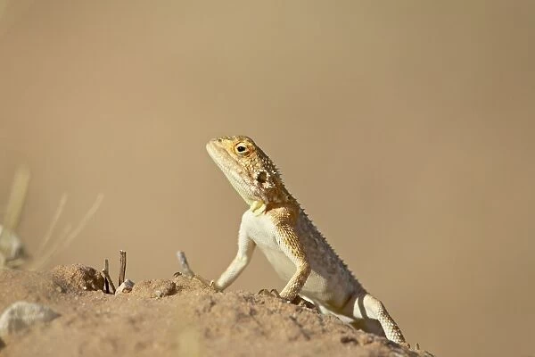 Ground agama (Agama aculeata aculeata), Kgalagadi Transfrontier Park, encompassing the former Kalahari Gemsbok National Park, South
