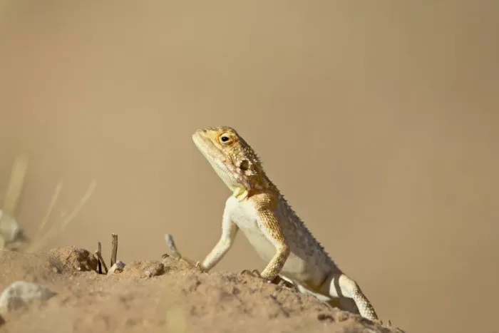 Framed Print : Ground agama (Agama aculeata aculeata), Kgalagadi Transfrontier Park, encompassing the former Kalahari Gemsbok National Park, South Framed Print : Ground agama (Agama aculeata aculeata), Kgalagadi Transfrontier Park, encompassing the former Kalahari Gemsbok National Park, South