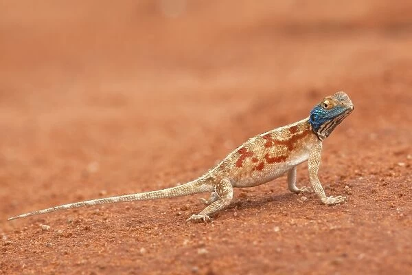 Ground agama (Agama aculeata), Kgalagadi Transfrontier Park, Northern Cape, South Africa, Africa