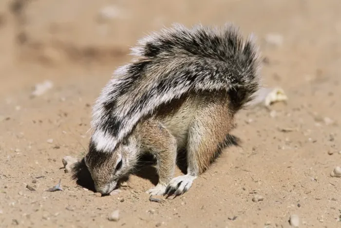 Framed Print : Ground squirrel Framed Print : Ground squirrel
