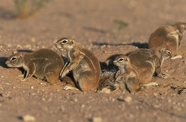Ground squirrel family at burrow (Xerus inauris)