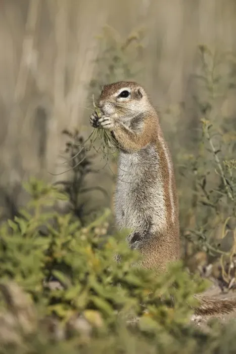 Framed Print : Ground squirrel (Xerus inauris) Framed Print : Ground squirrel (Xerus inauris)