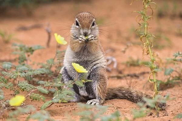 Ground squirrel (Xerus inauris) eating devils thorn flowers (Tribulus zeyheri), Kgalagadi Transfrontier Park, Northern Cape, South Africa, Africa