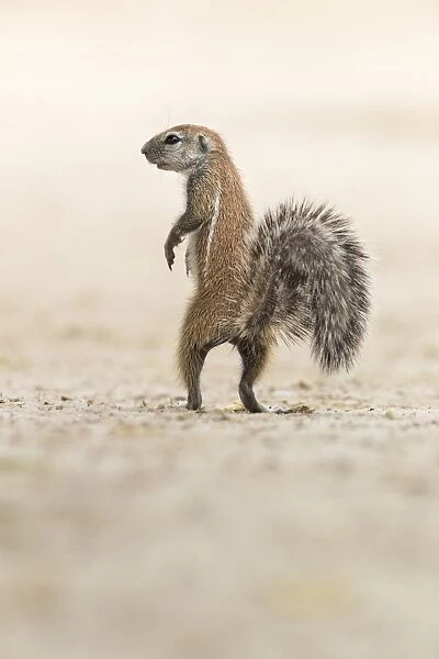 Ground squirrel (Xerus inauris) standing upright, Kgalagadi Transfrontier Park, Northern Cape, South Africa, Africa